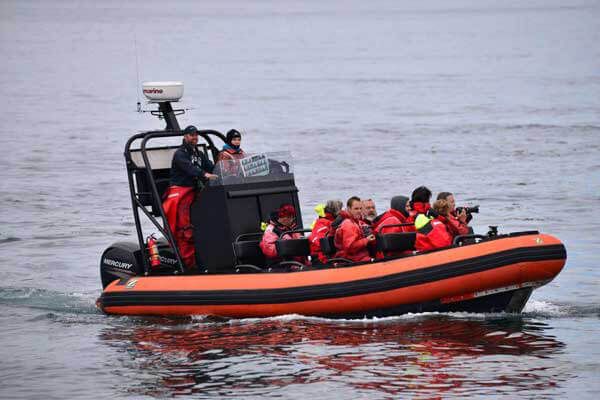 Cowichan Bay Half Day Whale & Wildlife Tour